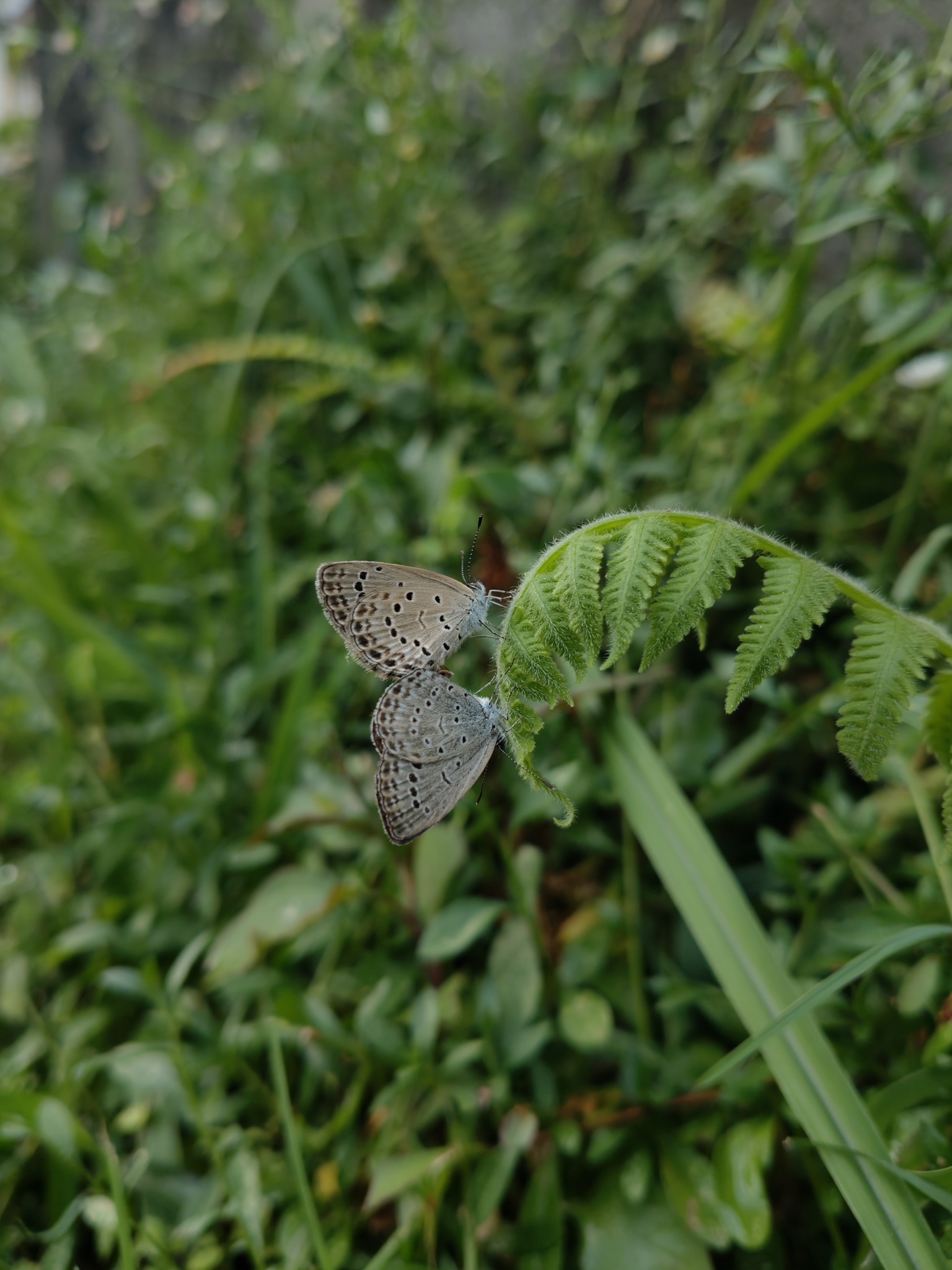 Pale Grass Blue