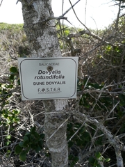 Dovyalis rotundifolia
