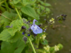 Salvia