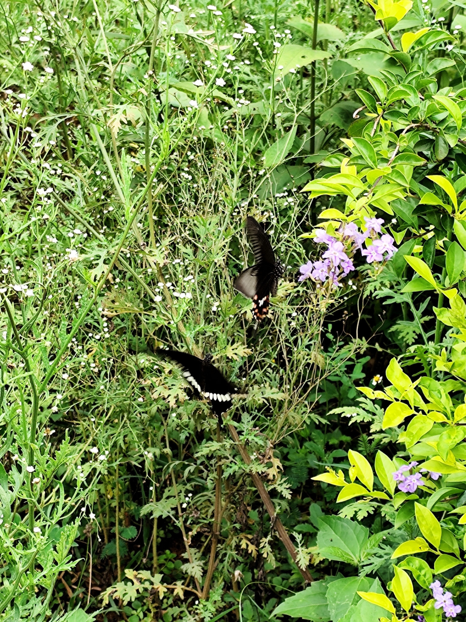 Common Mormon