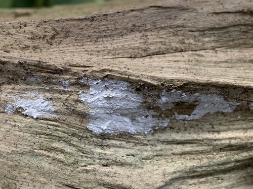 Pilze & Flechten