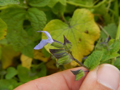 Salvia