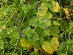 Salvia