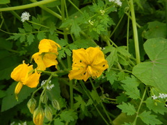 Solanum peruvianum
