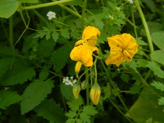 Solanum peruvianum