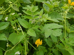 Solanum peruvianum