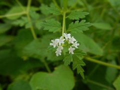 Valeriana chaerophylloides