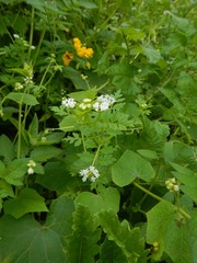 Valeriana chaerophylloides