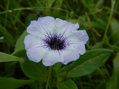 Nolana humifusa
