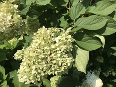 Hydrangea radiata