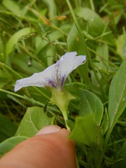 Nolana humifusa