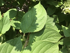 Hydrangea radiata