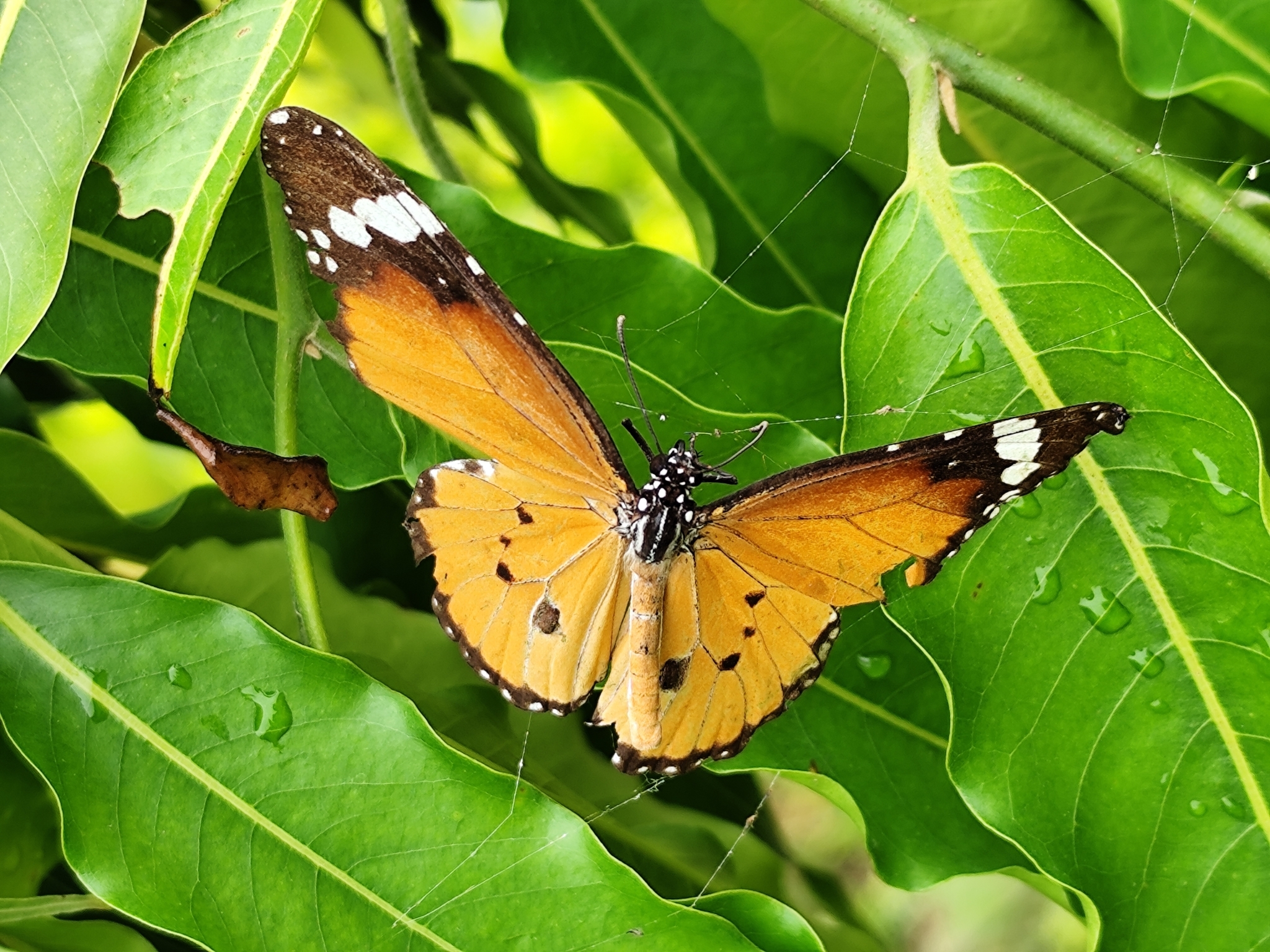 Plain Tiger