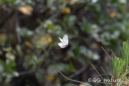 Aporia genestieri