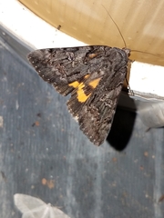 Catocala antinympha