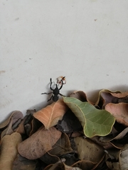 Rhyephenes