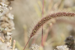 Setaria viridis major