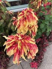 Amaranthus tricolor