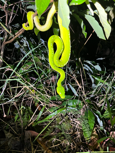 Southern Green Python sighting