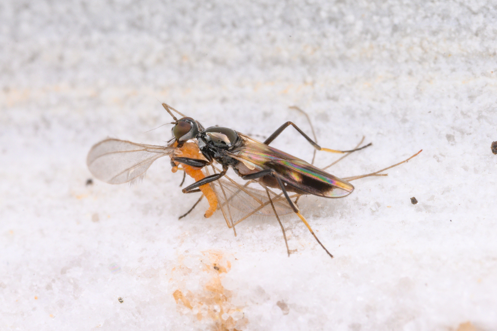 Tachydromia digitiformis