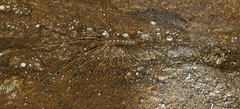 Scutigera linceci