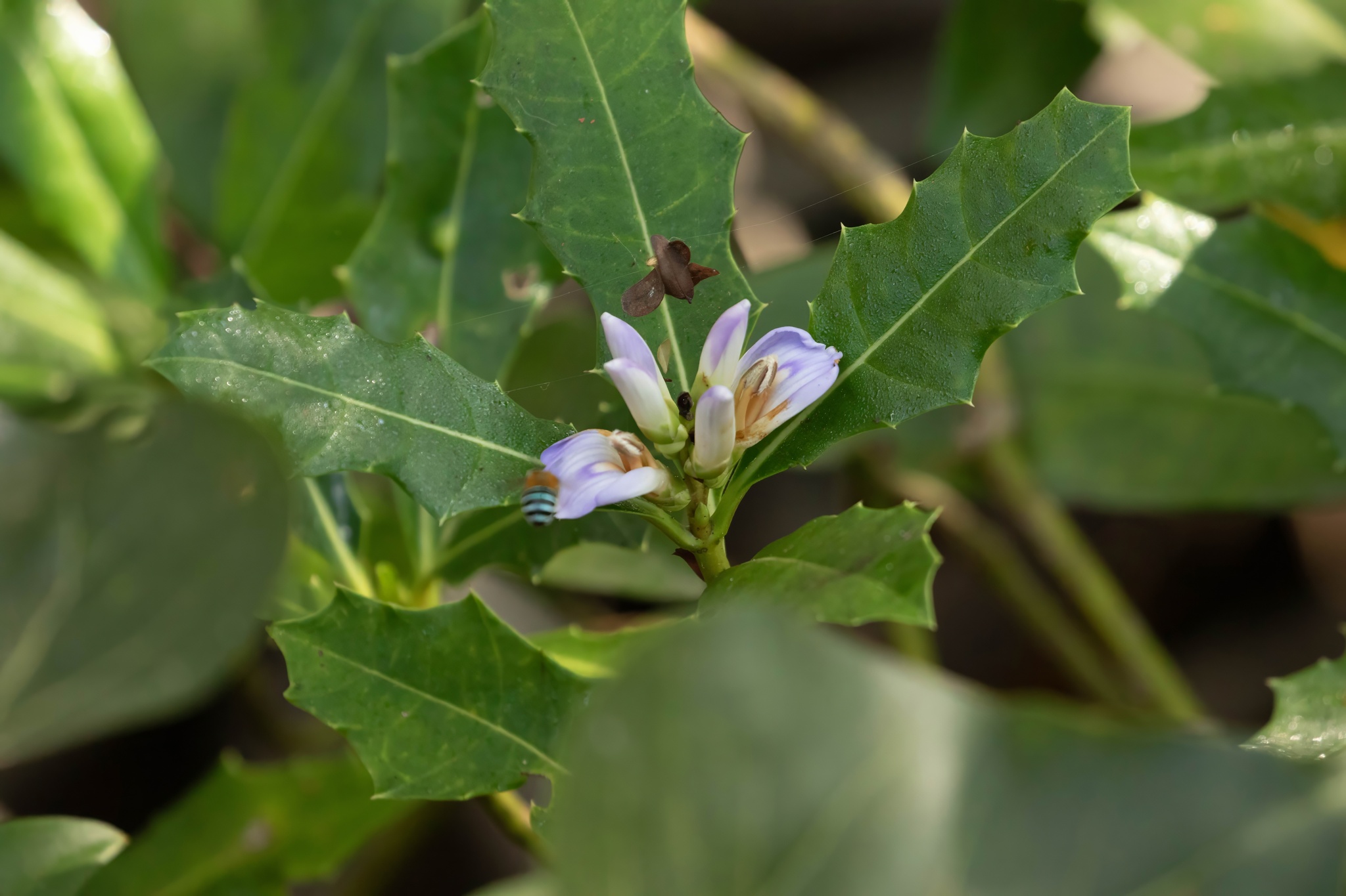 Acanthus ilicifolius — ảnh 3