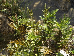 Asplenium adiantum-nigrum