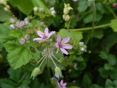 Erodium moschatum