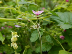 Erodium moschatum