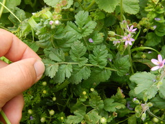 Erodium moschatum