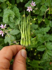 Erodium moschatum