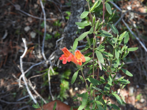 Image of Poliomintha longiflora by (c) Leticia Jiménez Hernández, some rights reserved (CC BY-SA)
