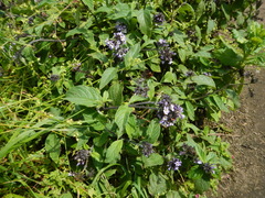 Heliotropium arborescens