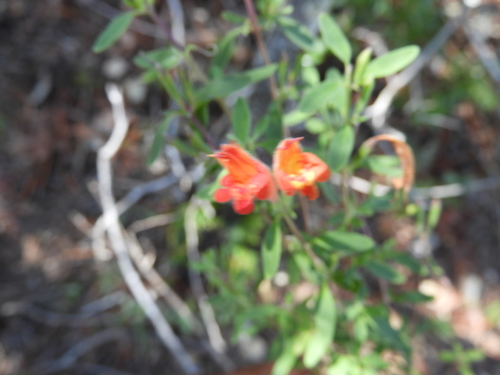Image of Poliomintha longiflora by (c) Leticia Jiménez Hernández, some rights reserved (CC BY-SA)