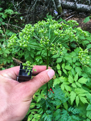Ligusticum canbyi