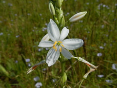 Trihesperus glaucus