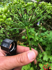 Ligusticum canbyi