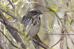 Melospiza melodia