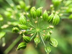 Ligusticum canbyi