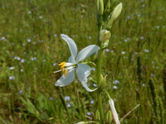 Trihesperus glaucus