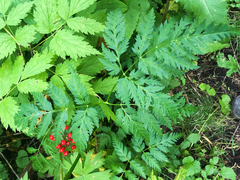 Ligusticum canbyi