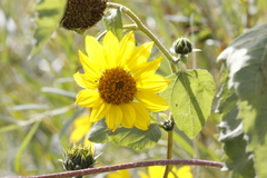 Helianthus annuus