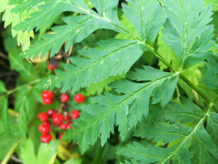 Ligusticum canbyi
