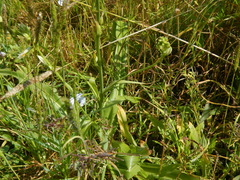Trihesperus glaucus