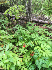 Ligusticum canbyi