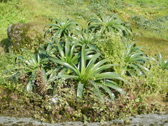 Pitcairnia lopezii