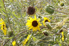 Helianthus annuus