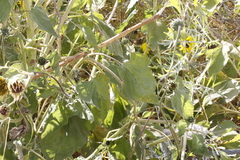 Helianthus annuus