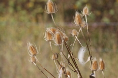 Dipsacus fullonum