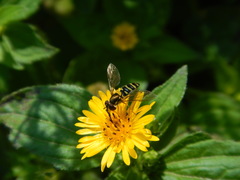 Syrphini